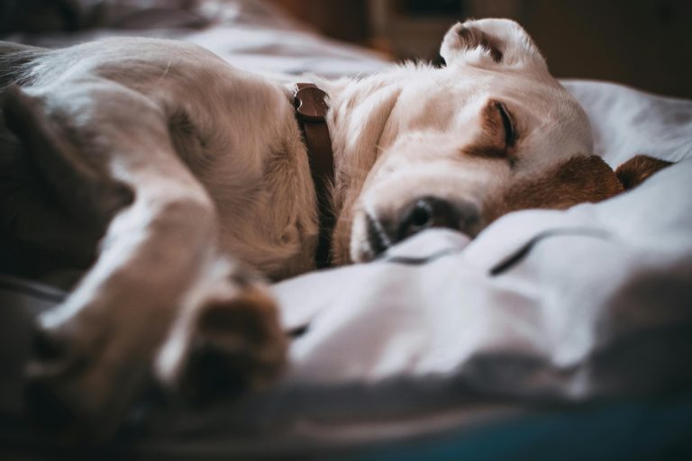 dog sleeping on pillow