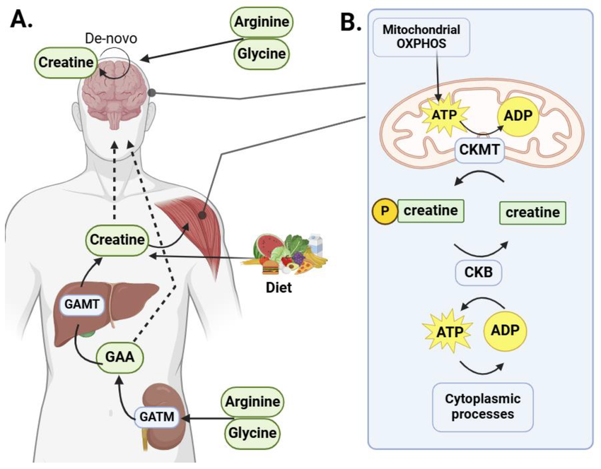 Infographic showing pathway: Arginine + Glycine → GAA → (GAMT + SAMe) → Creatine → Muscle & Brain